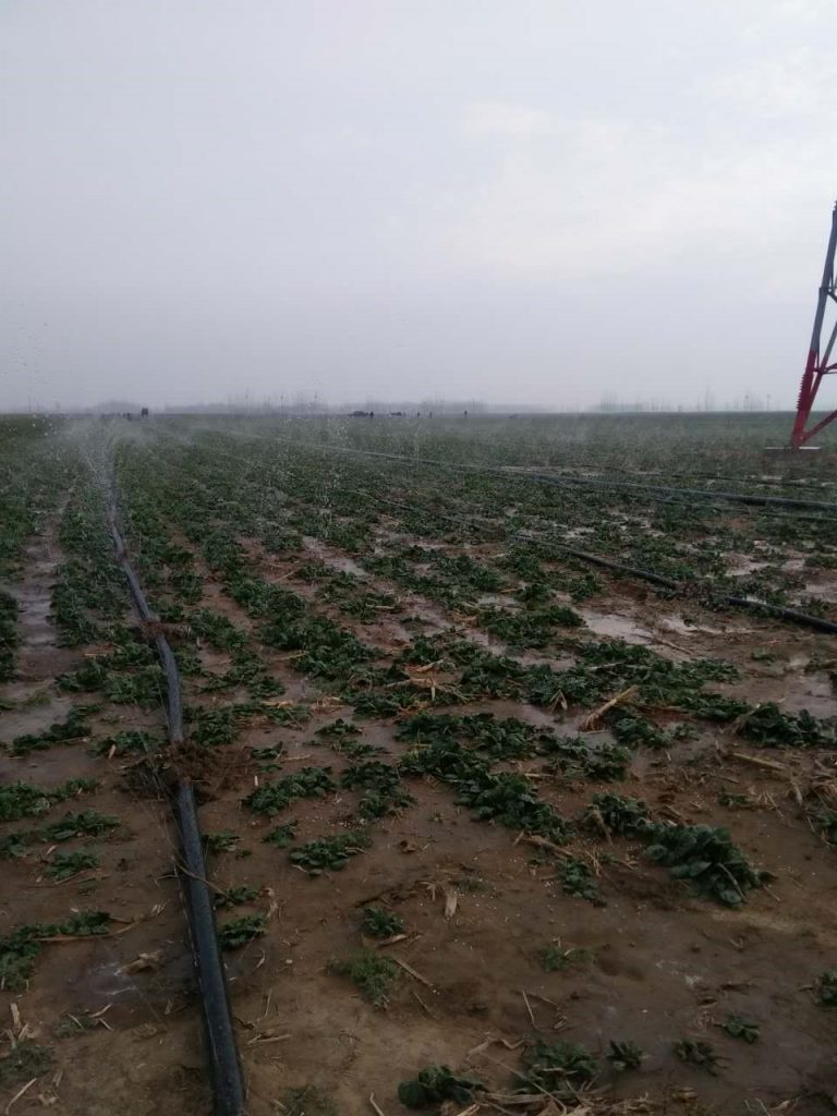 園林噴灌、滴灌、微噴