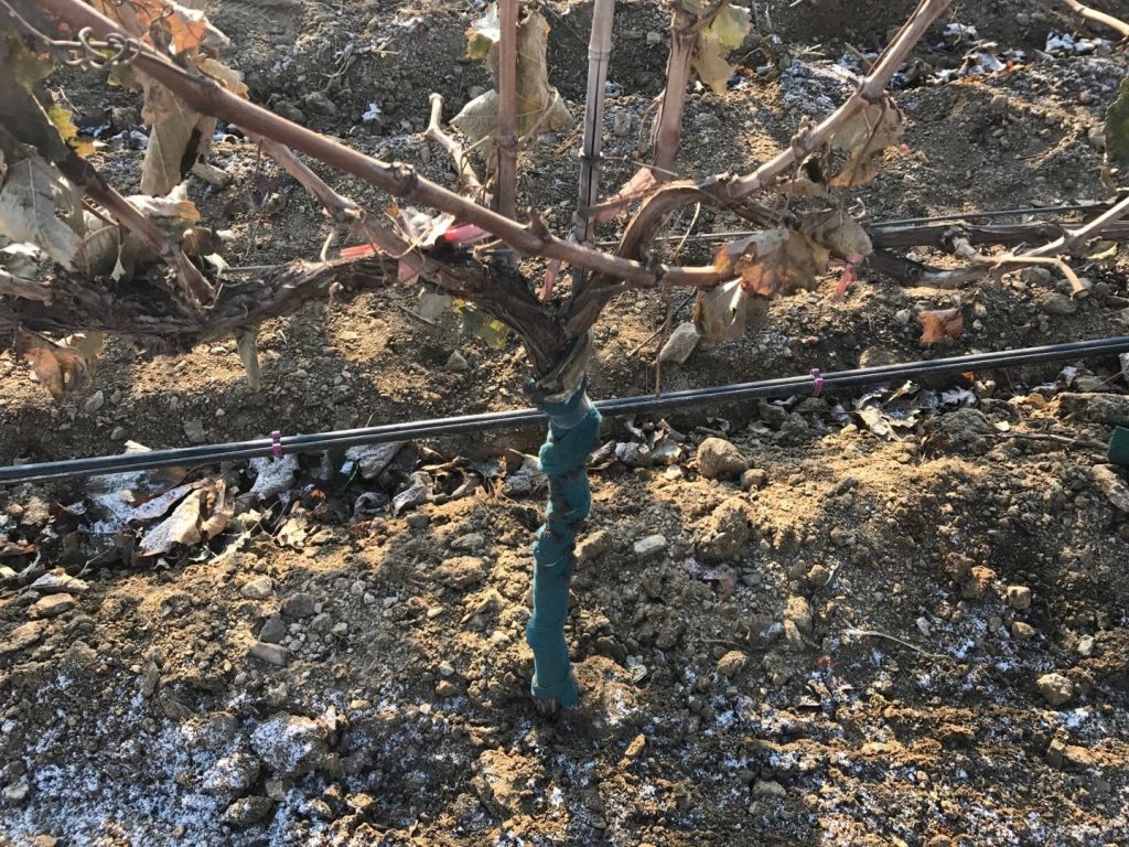 葡萄滴灌、葡萄噴灌、葡萄微噴、葡萄滴灌帶