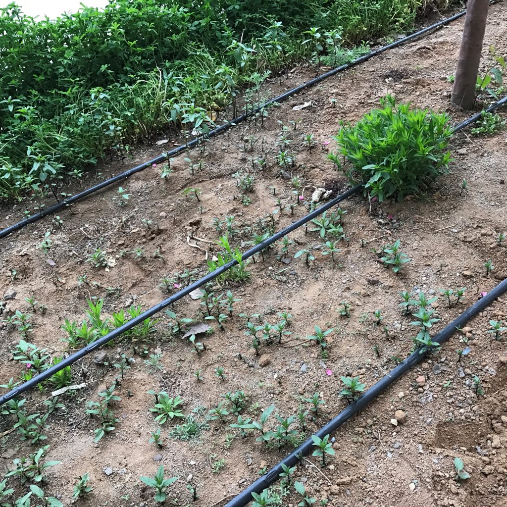 園林噴灌、滴灌、微噴
