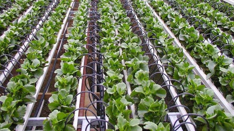 灌溉方式和灌水下限對溫室淸茄生長、耗水特性及產(chǎn)量的影響
